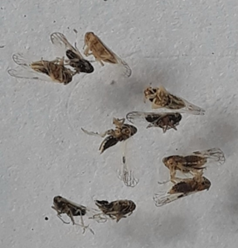 /ARSUserFiles/oirp/OBCL/OBCL Research Highlights/images/March 2023/planthopper3.png